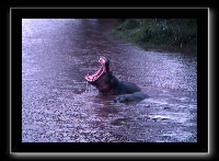 11hippo5.jpg