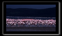 1flamingo1.jpg