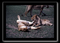 21lions4.jpg