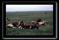 22lions8.jpg