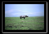 23rhino1.jpg