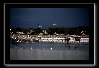 2flamingo2.jpg