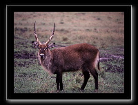 3wbuck1.jpg