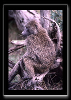 4baboon1.jpg