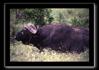 5buffalo1.jpg