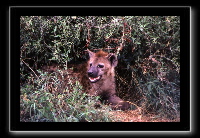 12hyena1.jpg