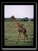 7giraffe1.jpg