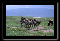 zebra3.jpg