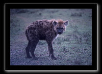 13hyena-02.jpg