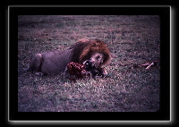 14lions-05.jpg