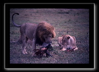 15lions-08.jpg