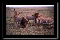 16lions1.jpg