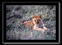 17lion9.jpg