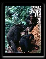 19chimp1.jpg