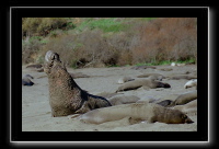 eseals-01.jpg