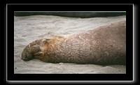 eseals-10.jpeg