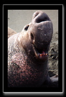 eseals-12.jpg