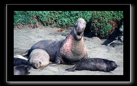 eseals-13.jpg