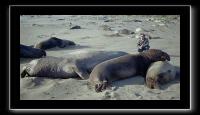 eseals-14.jpg