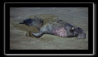 eseals-15.jpg