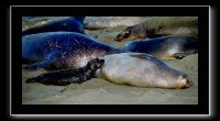 eseals-16.jpg