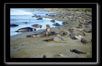 eseals-17.jpg