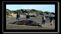 eseals-18.jpg