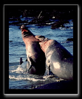 eseals-02.jpg
