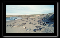 eseals-20.jpg