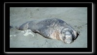 eseals-21.jpg