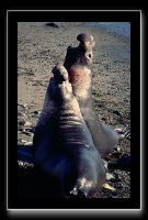 eseals-03.jpg