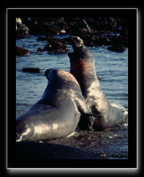 eseals-04.jpg