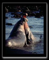 eseals-05.jpg