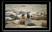 eseals-08.jpeg