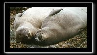 eseals-09.jpeg