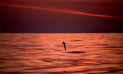 Laysan Albatross