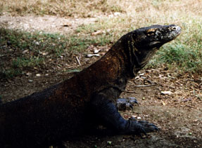 Komodo Dragon