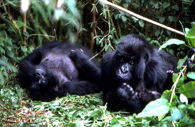 gorilla