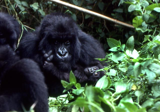 gorilla