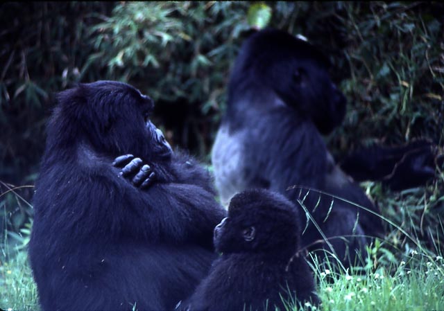 gorilla