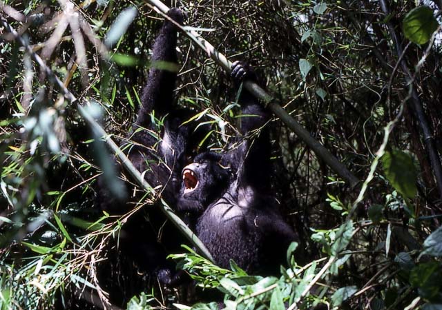 gorilla