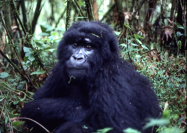 gorilla