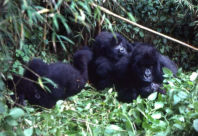gorilla