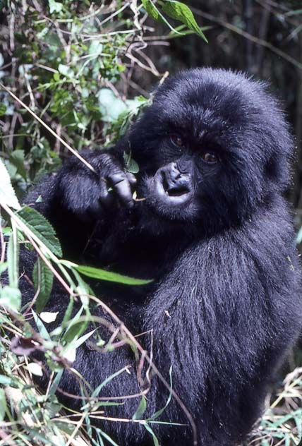 gorilla