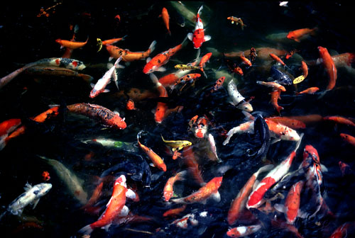 Koi