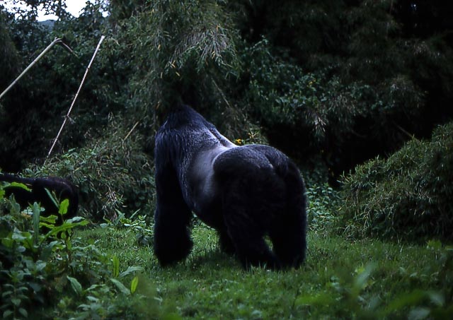silverback gorilla