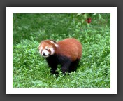 panda1