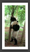 panda3