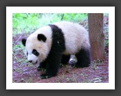 panda4