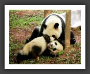 panda5
